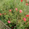 Plantes du Jardin d'Eden début juin 2019