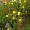 Plantes du Jardin d'Eden début juin 2019