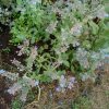 Plantes du Jardin d'Eden début juin 2019