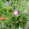 Plantes du Jardin d'Eden début juin 2019