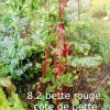 Plantes du Jardin d'Eden début juin 2019