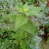 Plantes du Jardin d'Eden début juin 2019